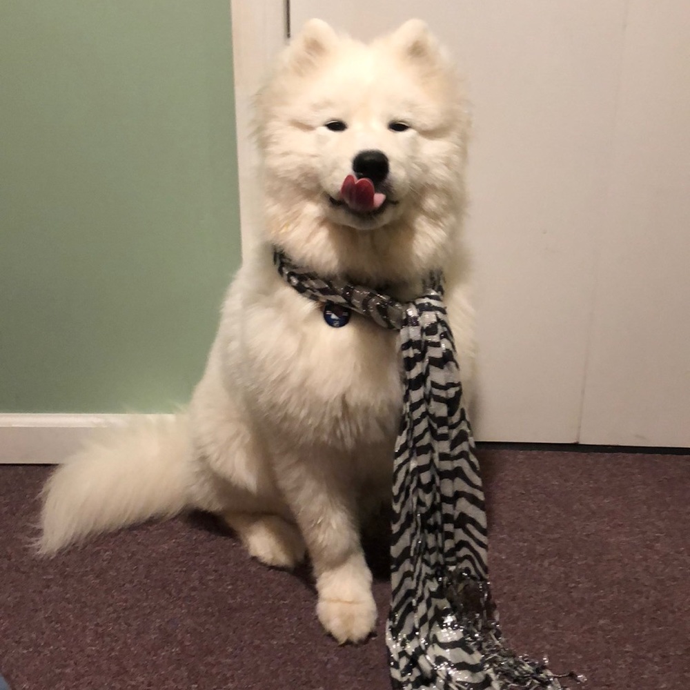 Zebra print scarf with metallic silver highlights